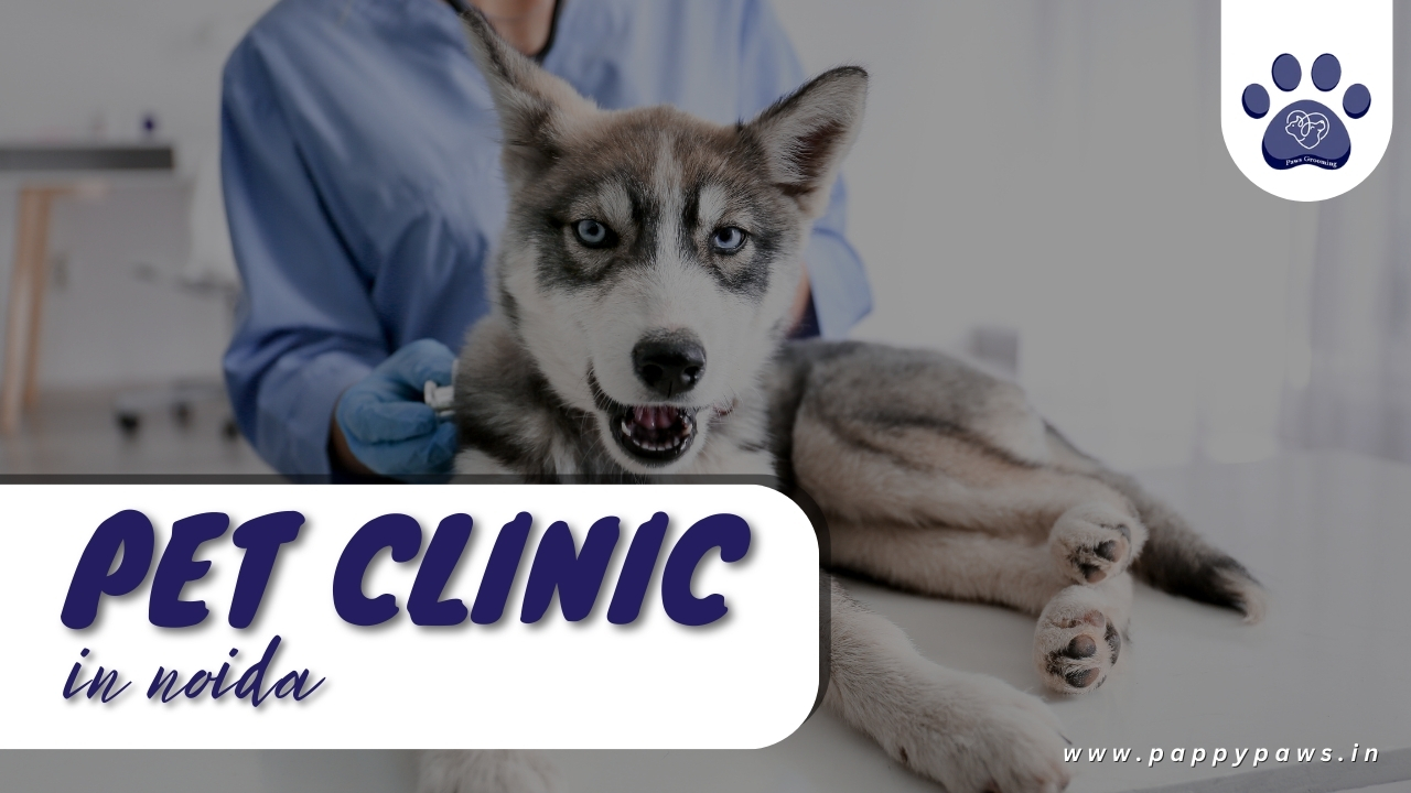 best pet clinic in Noida